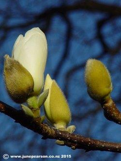 First Magnolia Bloom,Botanical Gardens, Ch.Ch. NZ.