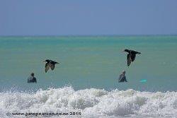 2c - Surfing buddies 1,2, Taylors Mistake, NZ