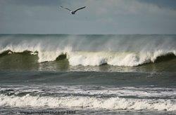 3a - Winging it, New Brighton, ChCh NZ