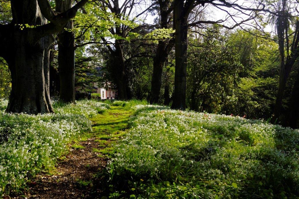 1f- Spring, Riccarton Bush, ChCh NZ