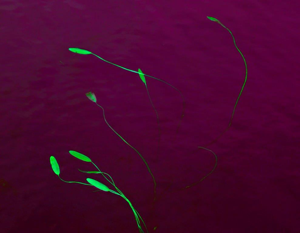 4a - Lake Mahinapua Westland NZ water weeds